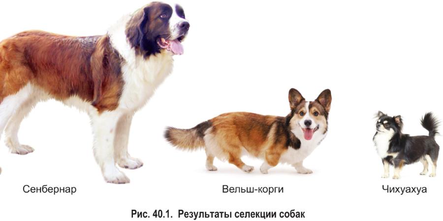 Селекция растений, животных, микроорганизмов. - Пройти онлайн тест ...