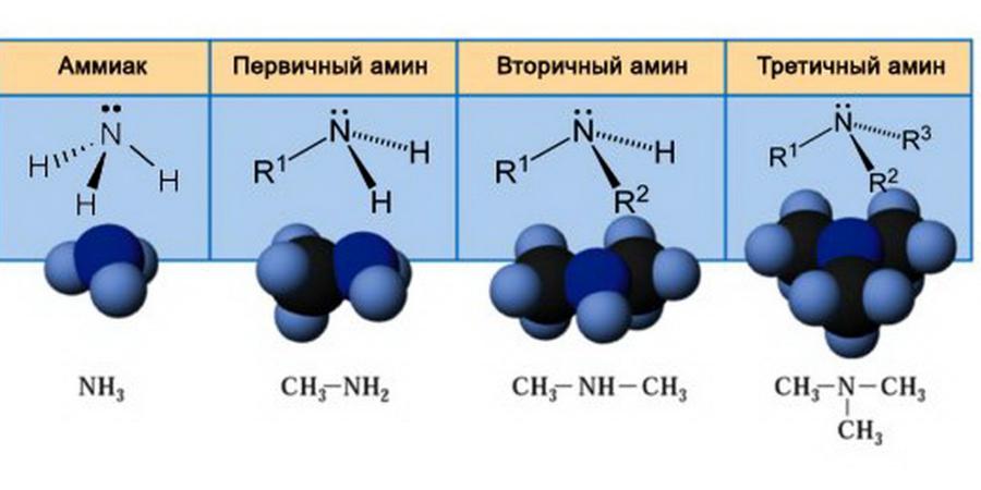 Атомы соединены тремя общими электронными парами аммиака. Строение аммиака и Аминов. Амины Тип химической связи. Амины первичные вторичные третичные структуры. Амины строение.