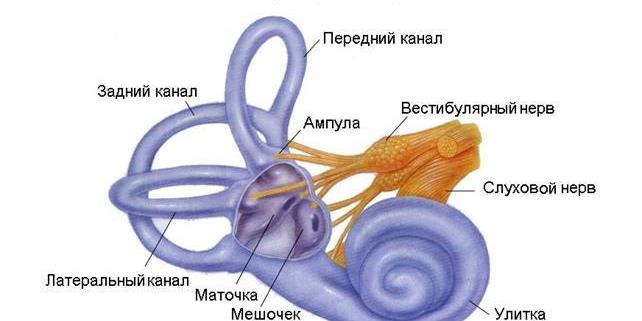 Кожное чувство схема