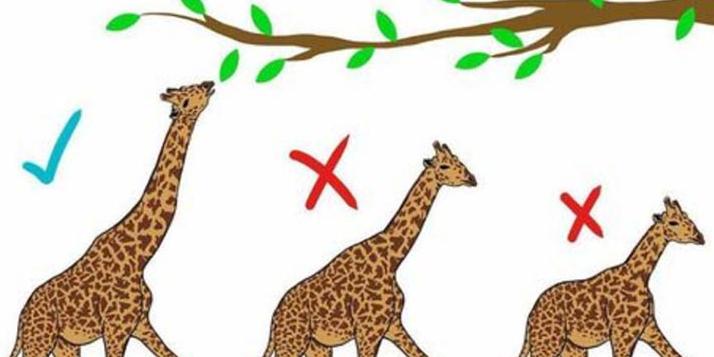 Естественный и искусственный отбор - Пройти онлайн тест | Online Test Pad