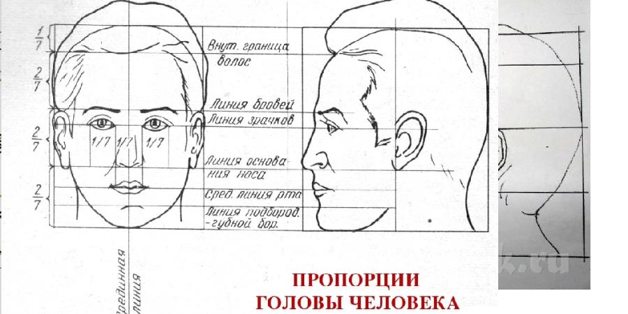 Как нарисовать лицо человека в профиль